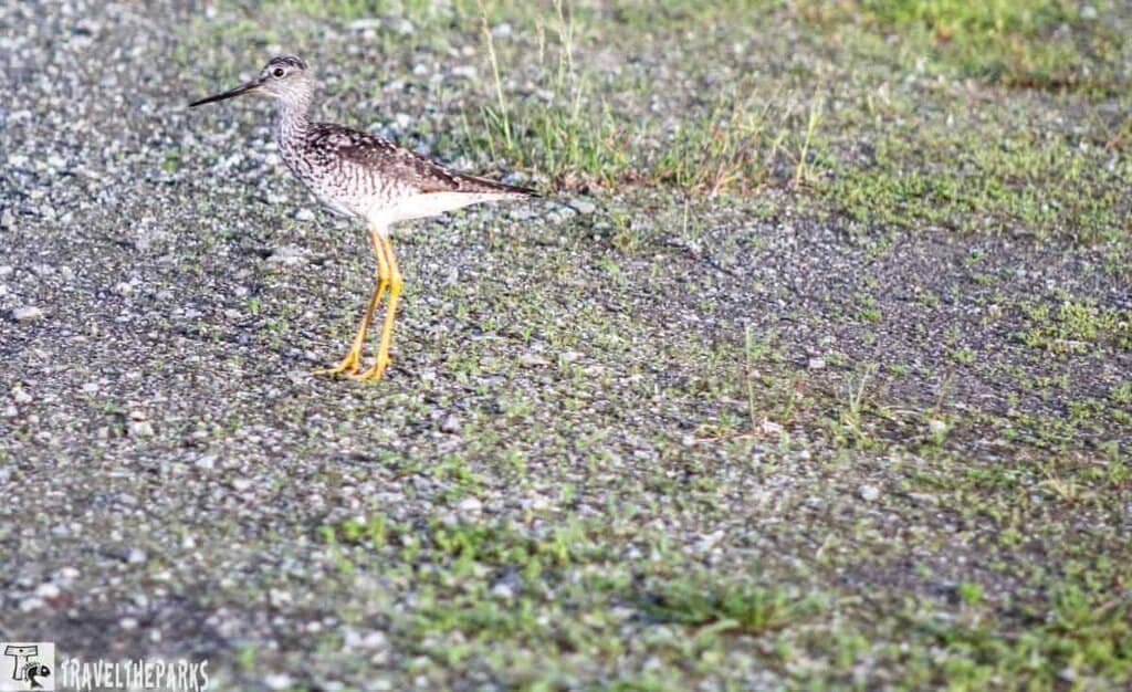 A feisty Greater Yellowlegs Spit Road Brooks Camp