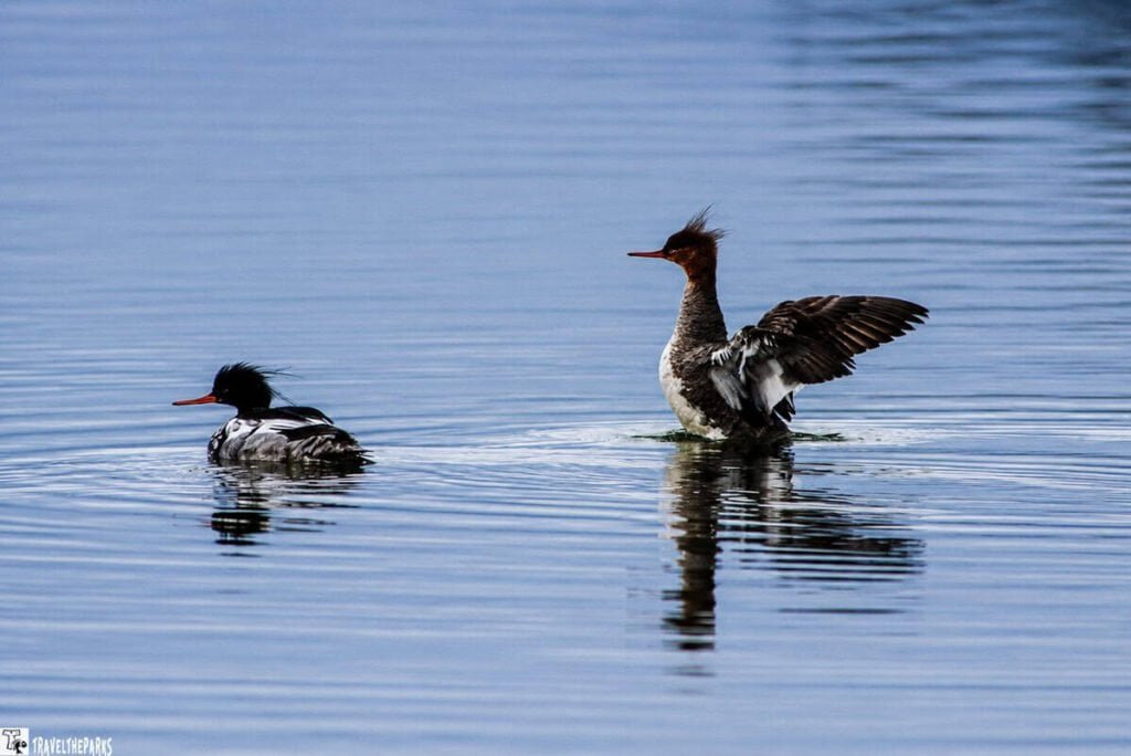 Two ducks on calm water with one swimming and the other flapping its wings.