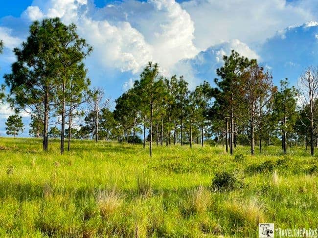 Ridges of Longleaf Pine in Lake Louisa State Park