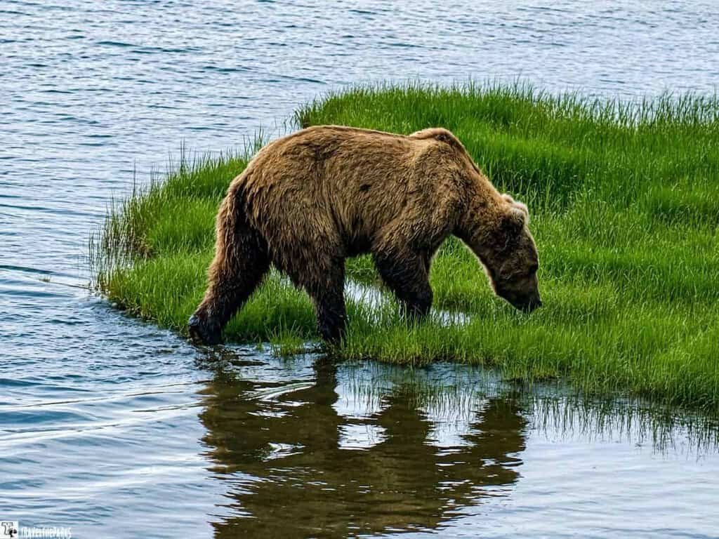 A brown bear walks through shallow water near green grass at Brooks Falls Camp in Katmai.
