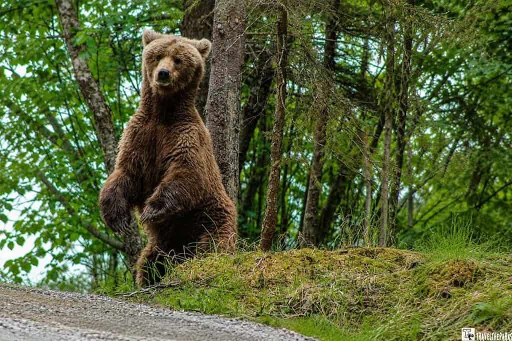A large brown coastal bear scent marking a tree Brooks Camp.