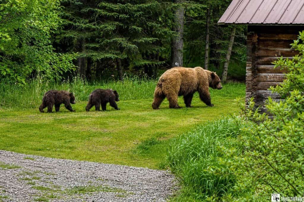 A brown bear walks with two cubs near a cabin at Brooks Falls Camp, surrounded by green grass and trees.