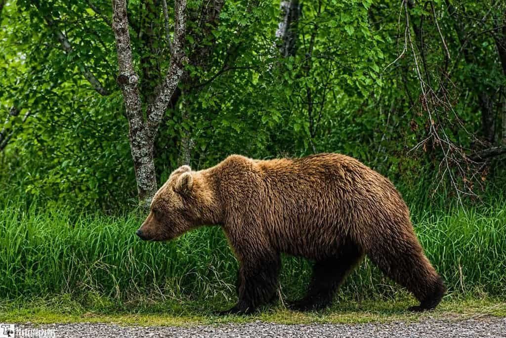 A brown bear walks along a grassy area near Brooks Falls Camp in Katmai National Park, surrounded by green foliage and trees.