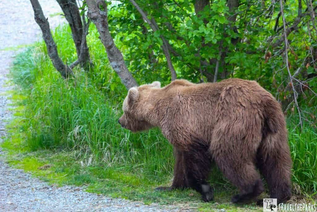 A brown bear walking along a gravel path surrounded by greenery at Brooks Falls Camp in Katmai.