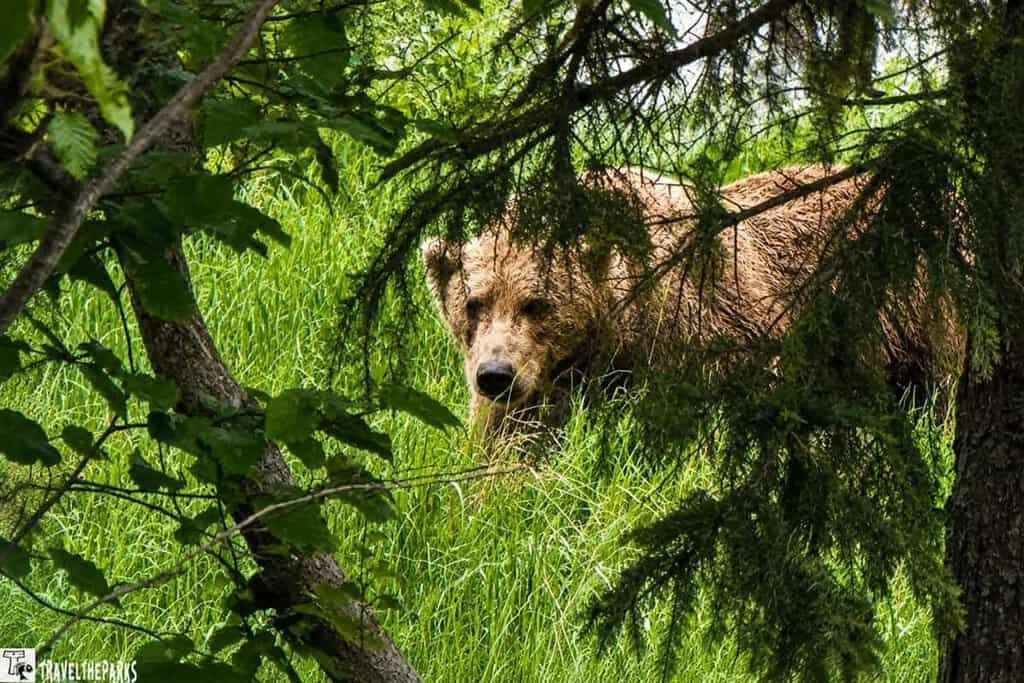 Peek-a-boo bear brooks lodge: Brown Bear looking through an evergreen tree