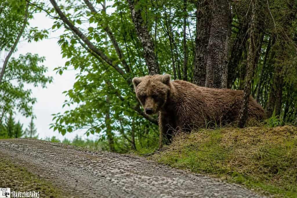 A brown bear stands beside a dirt path, surrounded by green foliage and trees.