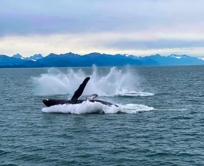 A humpback whale breaching near a boat with mountains in the background in Glacier Bay Alaska