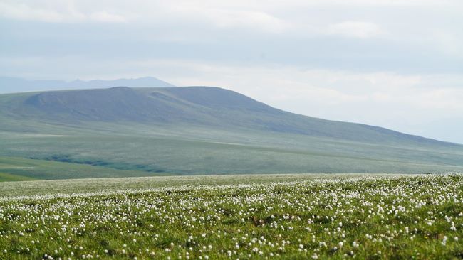 Fields of cotton grass span the tundra and hills of Arctic National Wildlife Refuge.
