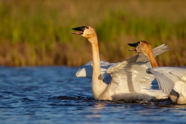 Two tundra swans call to one another on a tundra pond.
