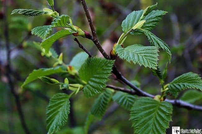 Close-up of a tree branch with green leaves and buds.