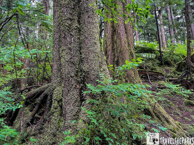 Inside passage cruise Tongass National Forest lush with moss-covered tree trunks and green underbrush.