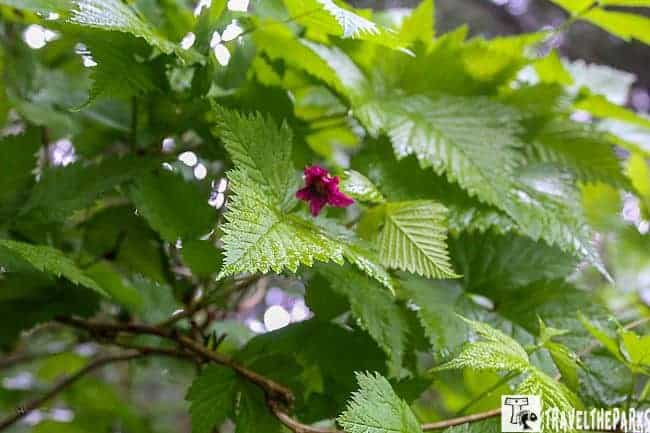 Salmonberry flower surrounded by green serrated leaves.