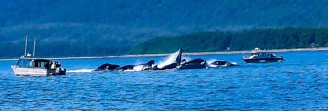 Humpback whales breach near two small boats in a blue ocean with forested mountains in the background.