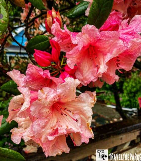 Pink Rhododendron Flowers in Bloom Creek Street Ketchikan