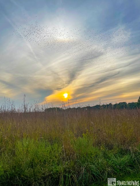 Sunset over a grassy field with birds in the sky and trees on the horizon.Prophetstown State Park