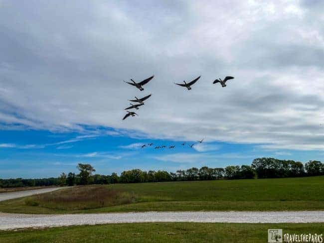 Prophetstown State Park wild geese flying over the hiking trail at the farm.