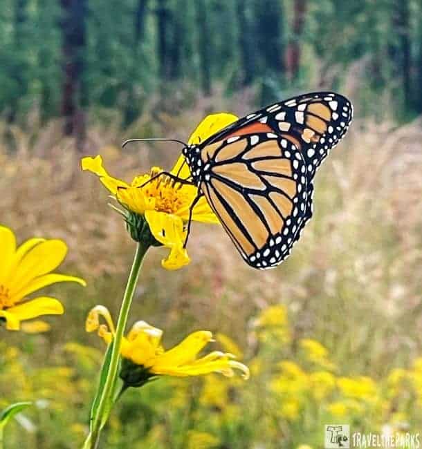 Monarch butterfly on a yellow flower with greenery in the background.