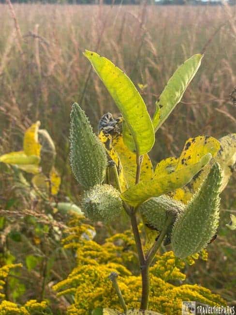 Close-up of a milkweed plant with seed pods in a grassy field.