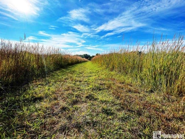 A grassy path in Prophetstown State Park flanked by tall grasses under a blue sky with wispy clouds.