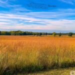 Wide open field with tall golden-brown grass, a line of green trees in the background, and a blue sky with wispy clouds.