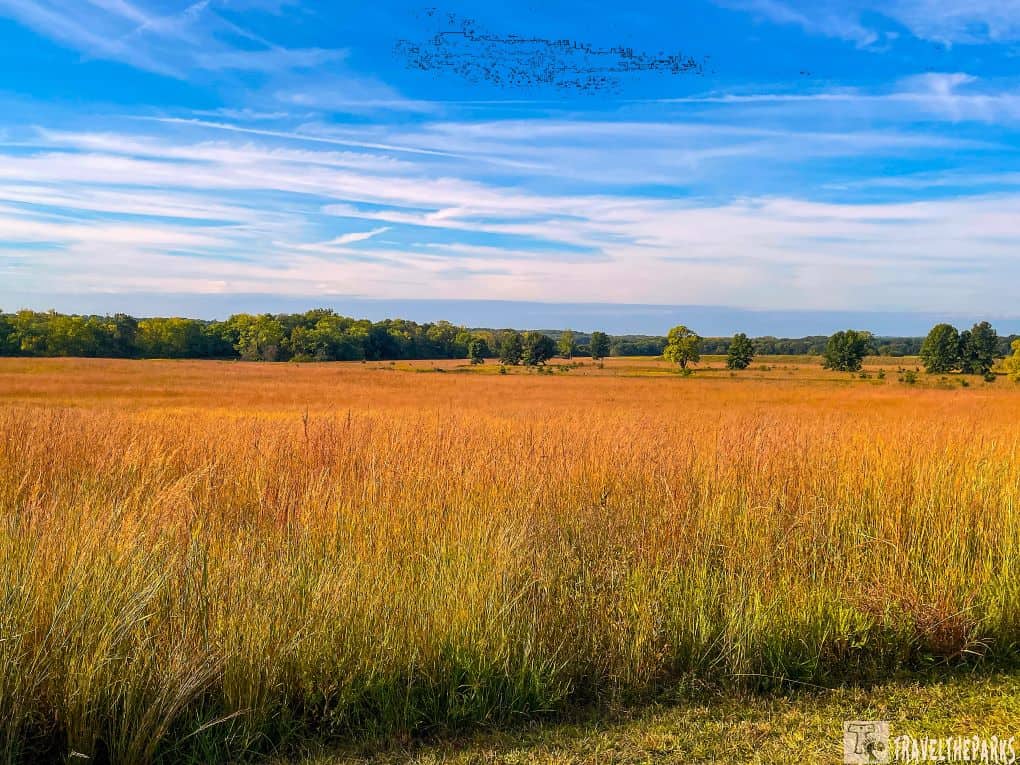 Wide open field with tall golden-brown grass, a line of green trees in the background, and a blue sky with wispy clouds.