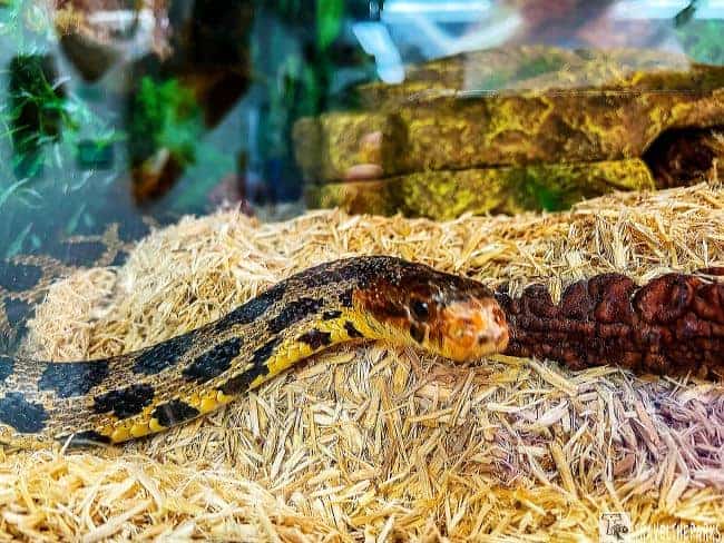 Snake on wood shavings in a glass enclosure with rocks and foliage.