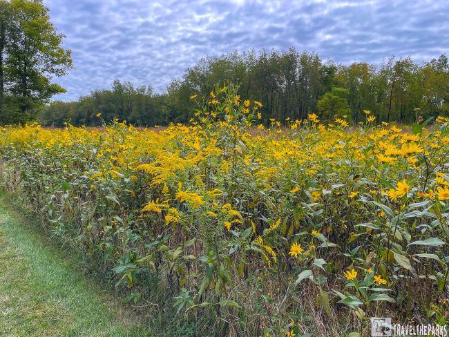 A vast field of yellow wildflowers at Prophetstown State Park with an overcast sky and dense trees in the background.
