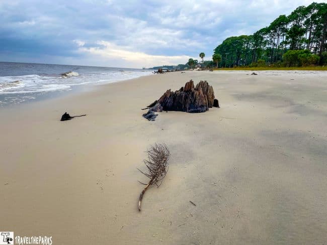 A sandy Carrabelle beach with driftwood and a tree stump, bordered by green trees and a cloudy sky.