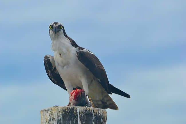Osprey on a wooden pier, a fish in its claws