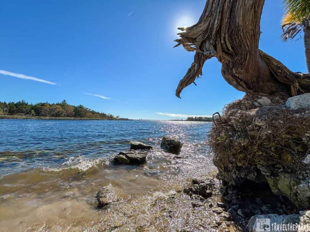 A coastal scene with a large tree trunk overhanging a rocky shore under a bright blue sky.