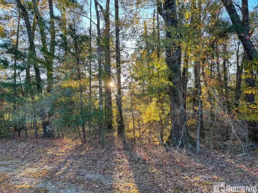 Sunlight streaming through a dense forest at Moro Bay State Park, highlighting autumn foliage.