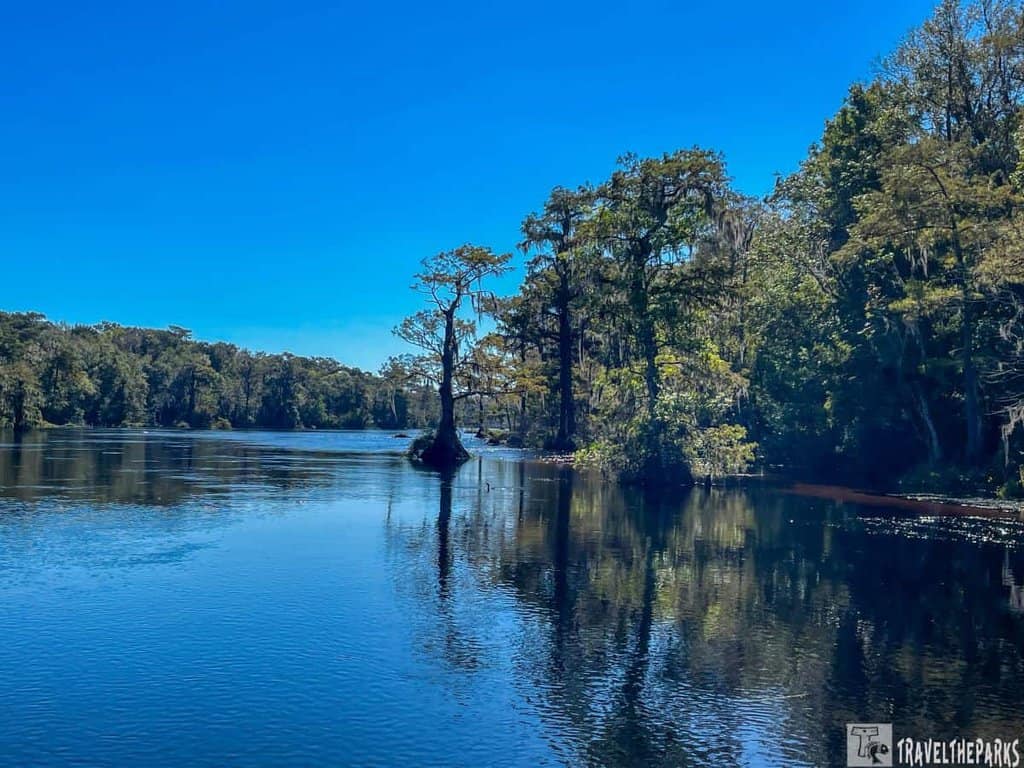 A lone cypress tree in the Wakulla river under a blue sky, with lush green trees in the background at Edward Ball Wakulla Springs State Park.