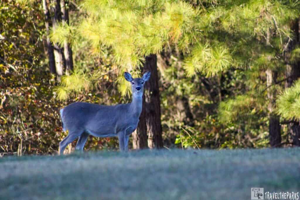 A deer stands on a grassy area with a backdrop of pine trees in a forest.