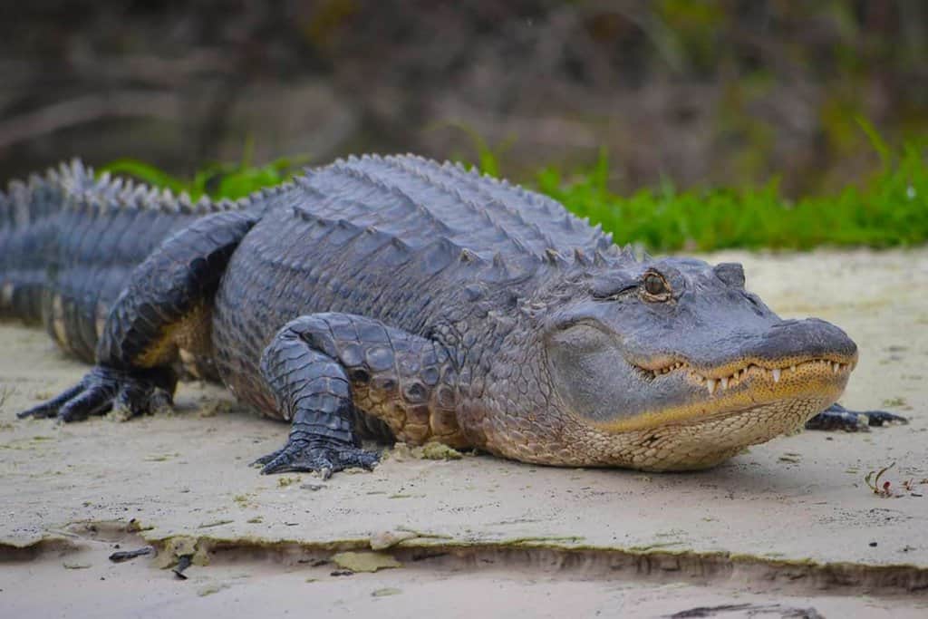 A large alligator resting on sand with greenery in the background.