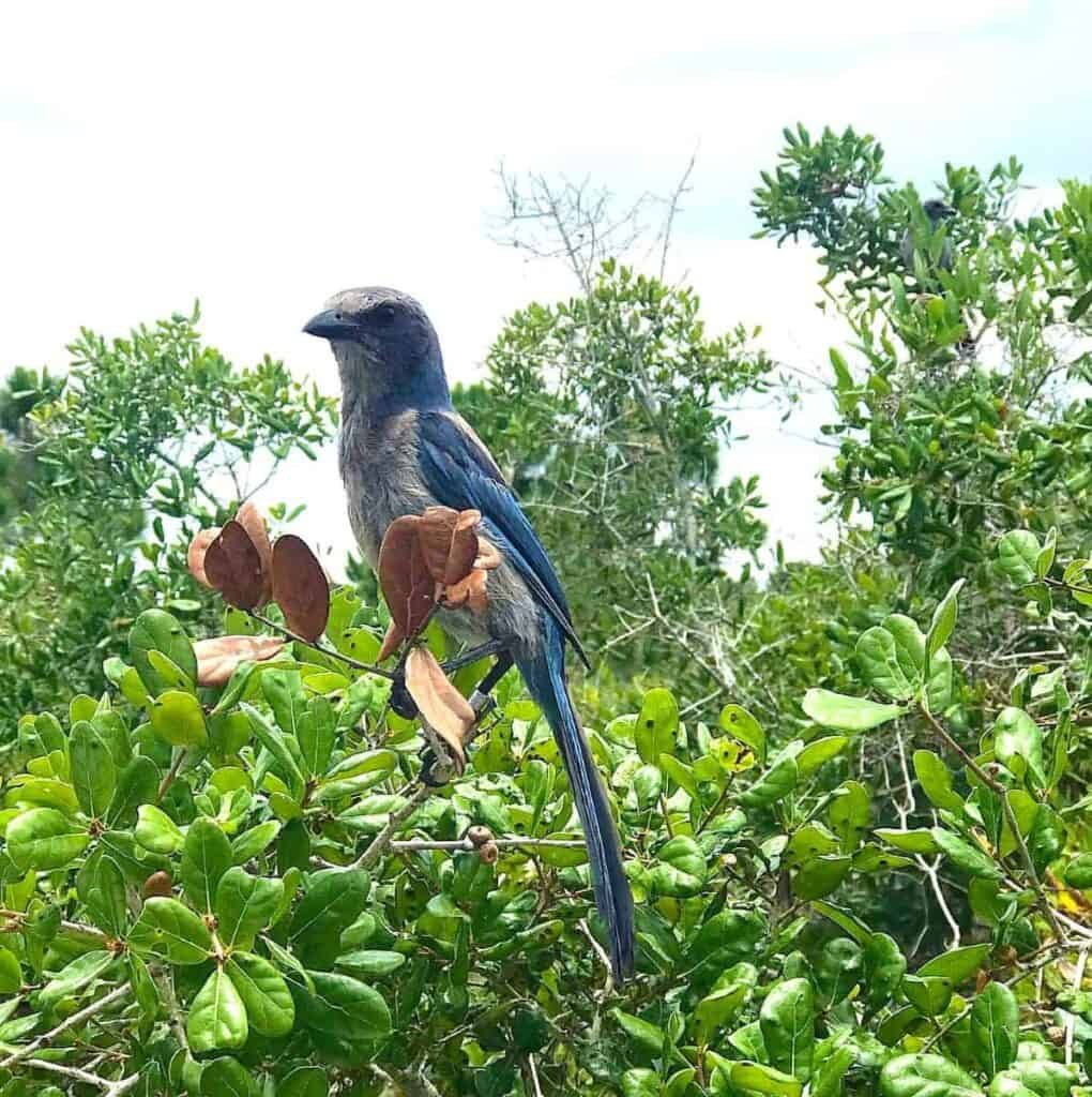 A blue-gray scrub jay perched on a leafy branch with greenery in the background.