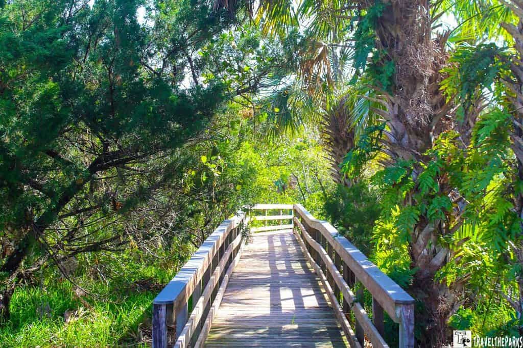 A wooden boardwalk through dense greenery with palm trees and sunlight filtering through.