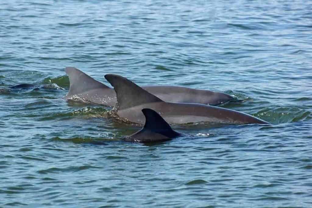 Dolphins swimming with dorsal fins visible above the water's surface.