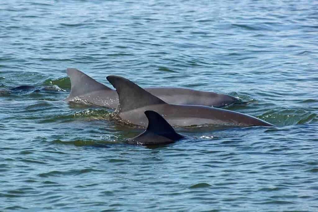 Dolphins swimming together with dorsal fins visible above the water.