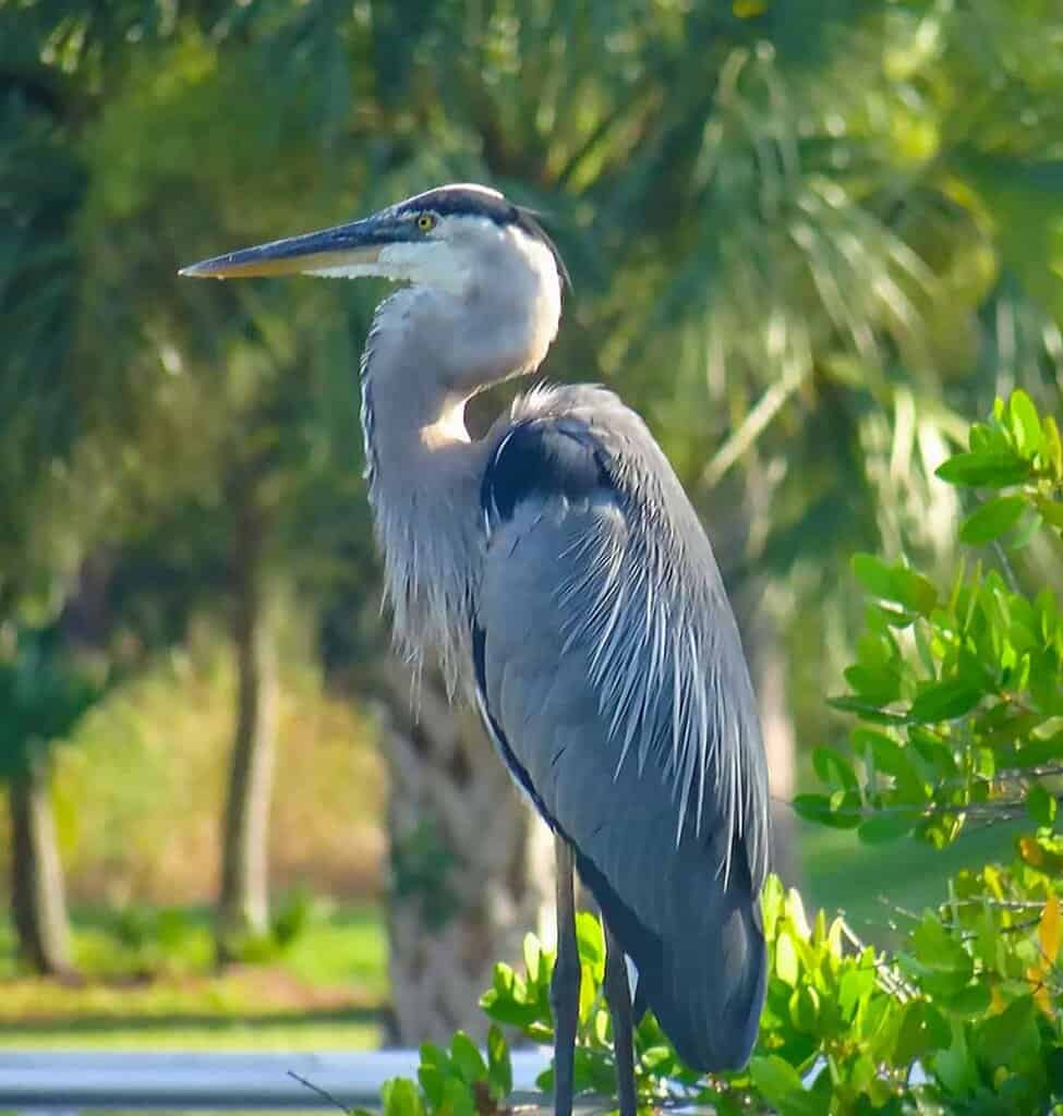 A great blue heron stands amidst green foliage with palm trees in the background.