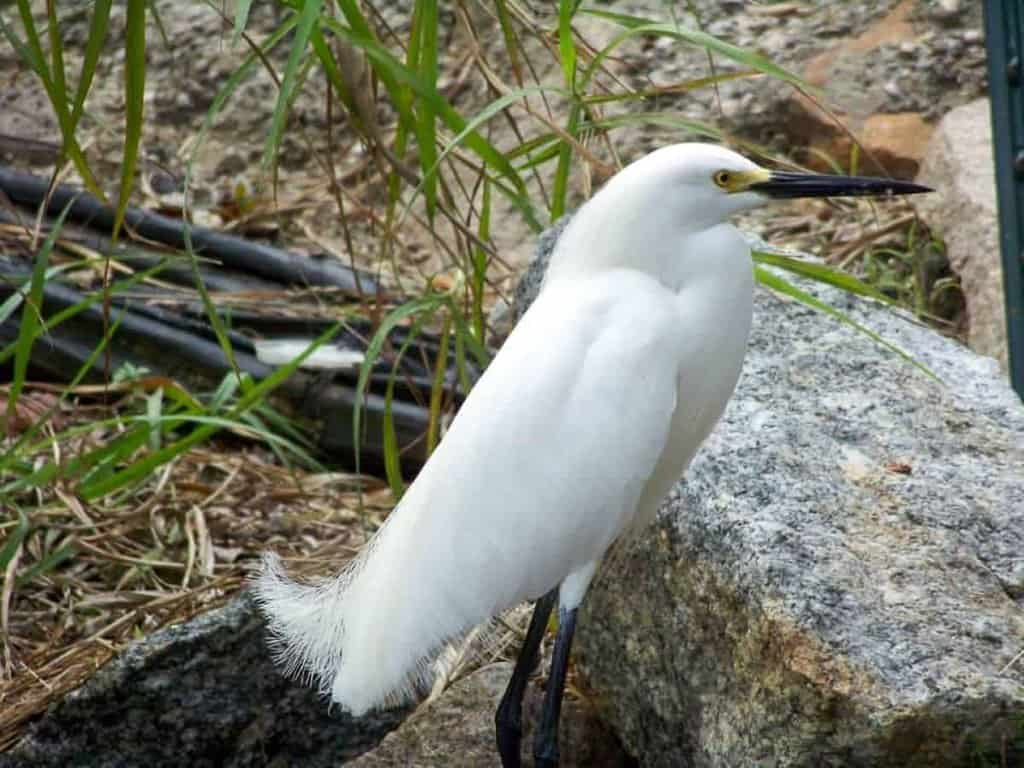 White egret standing near a rock