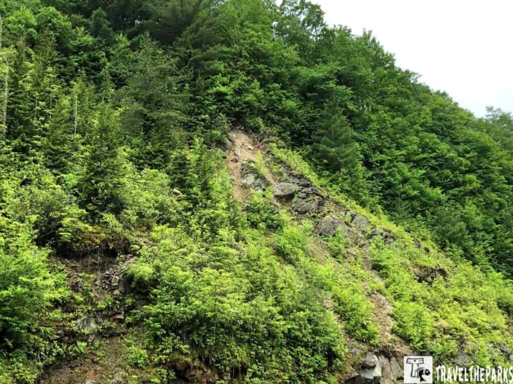 a lush hillside densely covered with green vegetation in the Great Smoky Mountains. Various shades of green from trees and shrubs blanket the landscape, with some rocky outcrops visible where the foliage is less dense. The majority of the terrain is carpeted with kudzu, a climbing vine, signified by its sprawling growth pattern. Dense forest continues in the background, with trees stretching upwards.