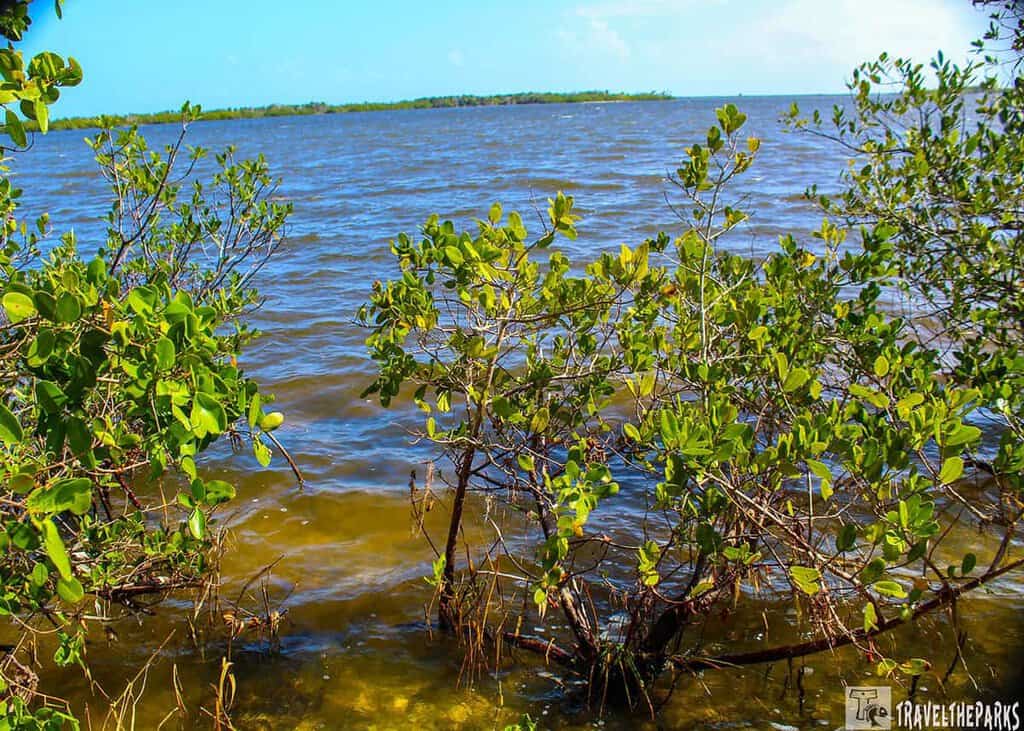 Mangrove trees along the Indian River with a distant shoreline under a clear blue sky.