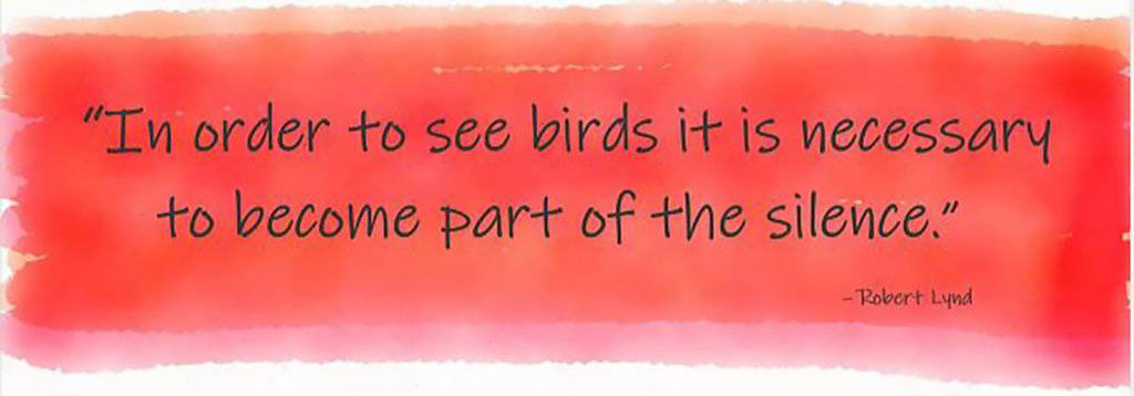 “In order to see birds it is necessary to become part of the silence.” Robert Lynd
