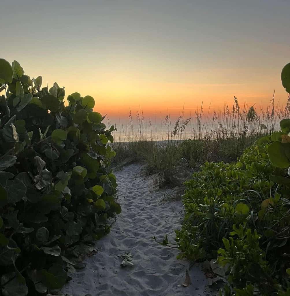 Beach path with green vegetation leading to ocean at sunset.
