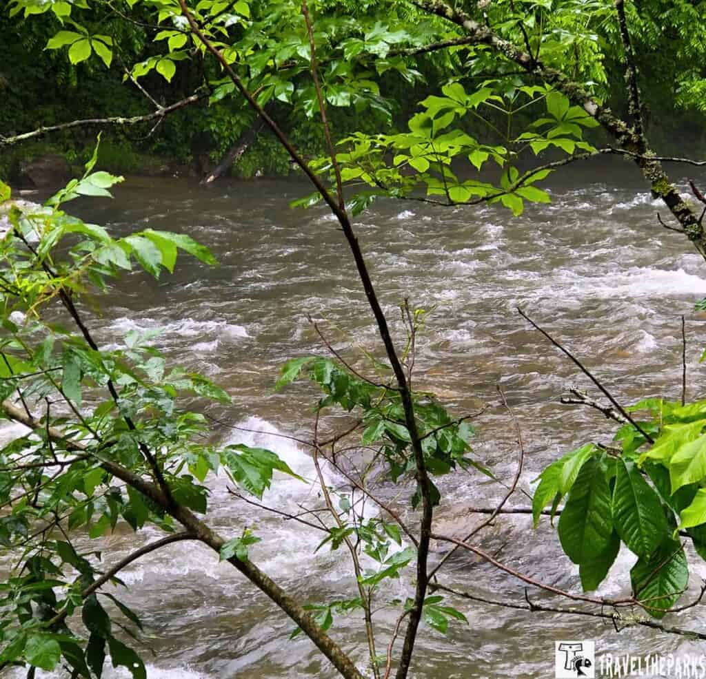 Flowing Nantahala river surrounded by dense greenery. The river appears turbulent, with visible whitecaps indicating swift movement over rocks. In the foreground, several thin branches and lush green leaves partially obstruct the view. The foliage is vibrant, reflecting various shades of green. The background is densely wooded, providing a natural, tranquil setting typical of a riverside environment.