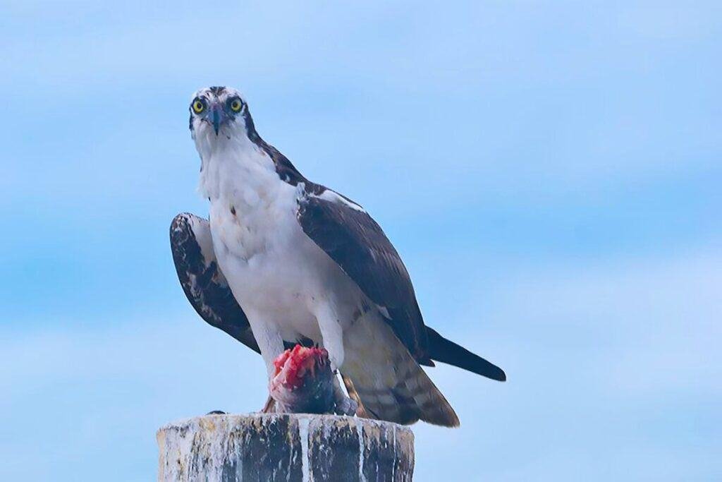 An osprey perched on a wooden post holding a fish, set against a blue sky.