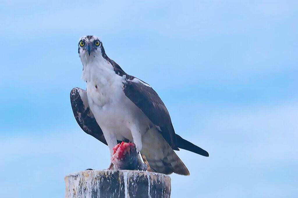 Osprey on a wooden pier, a fish in its claws