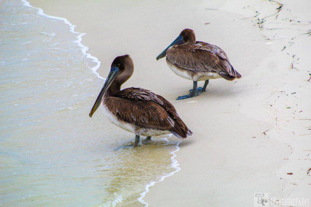 Two brown pelicans standing on a sandy beach with ocean waves in the background.