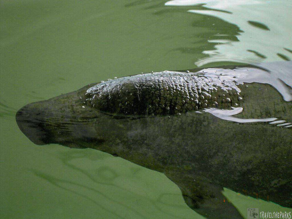 A manatee swimming just below the surface of greenish water at Merritt Island National Wildlife Refuge.