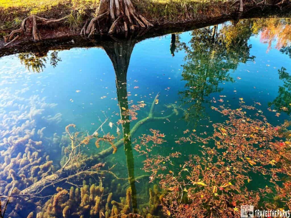 Blue Hole Spring: Clear water reflecting trees and autumn leaves.